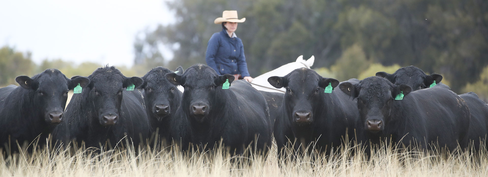 Angus & Brangus Bulls - Rising 2 years old