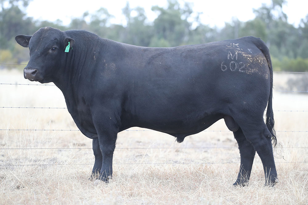 Reference Sire GLENOCH-JK MAKAHU M602