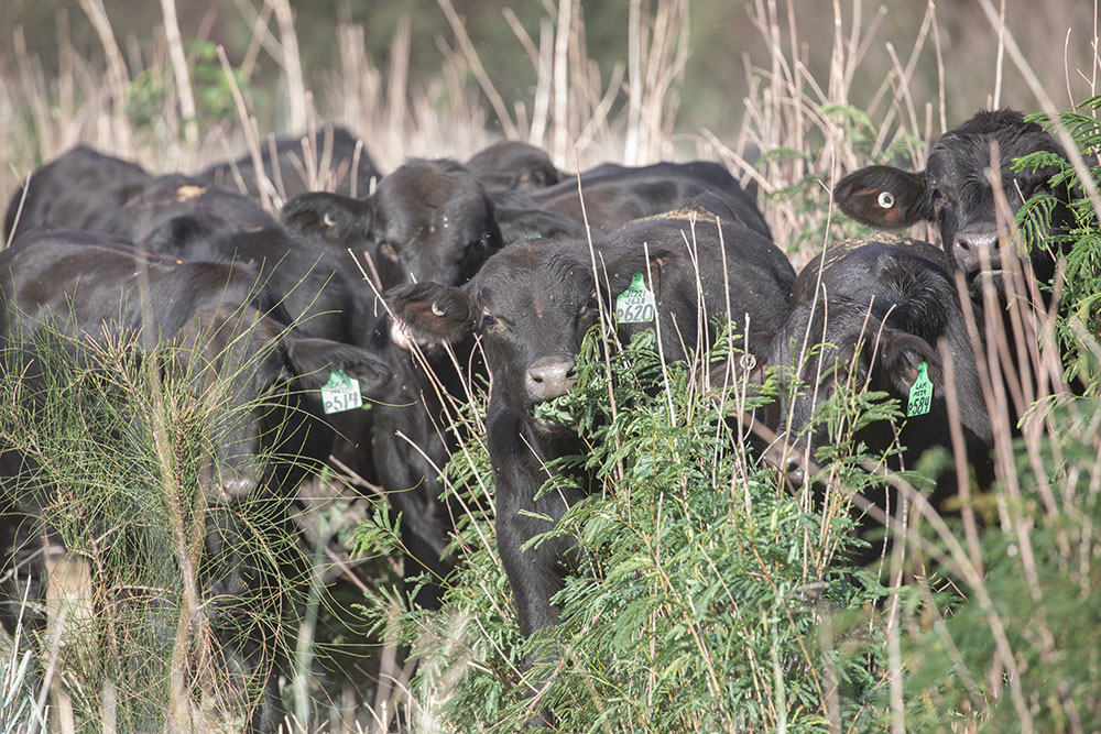 JK Cattle Company Stud Weaner Bulls grazing Leucaena