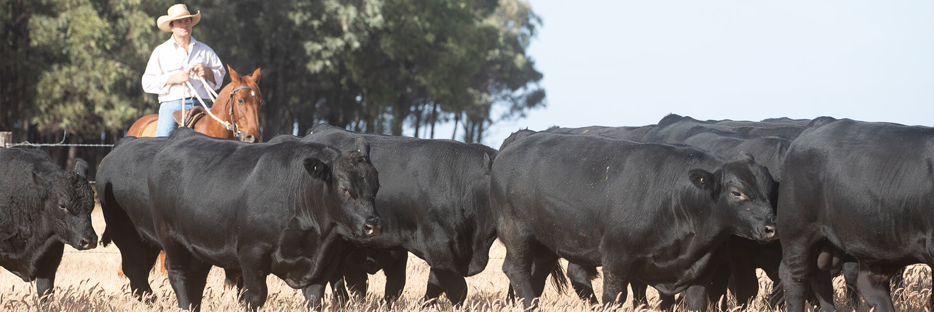 Angus and Brangus bulls walking through Queensland paddocks