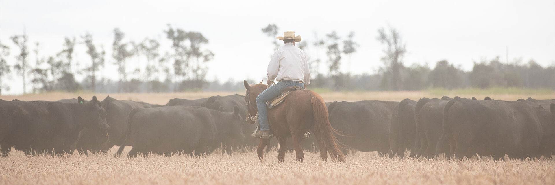 Justin Boshammer mustering stud Angus cows