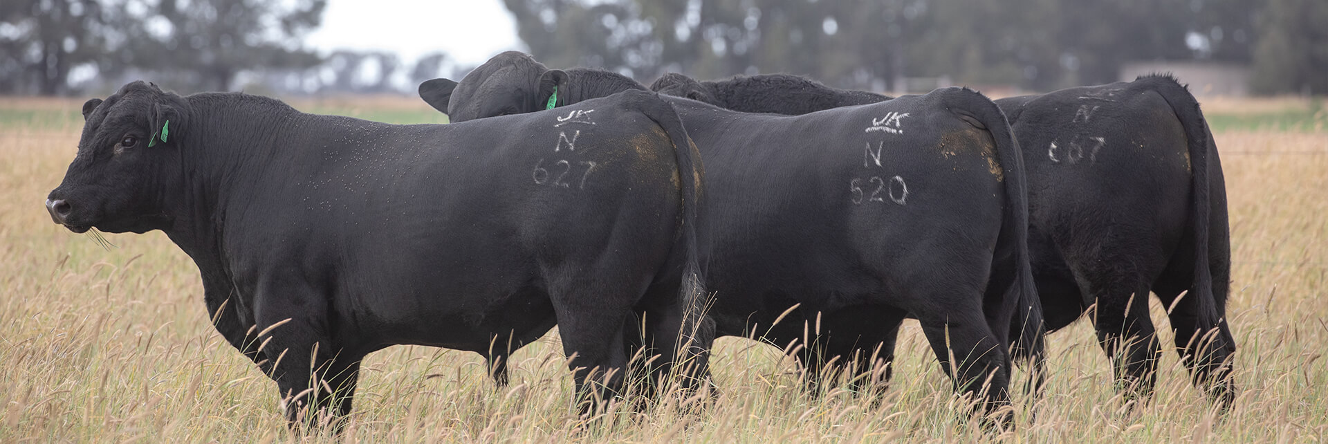 Muscley Angus bulls