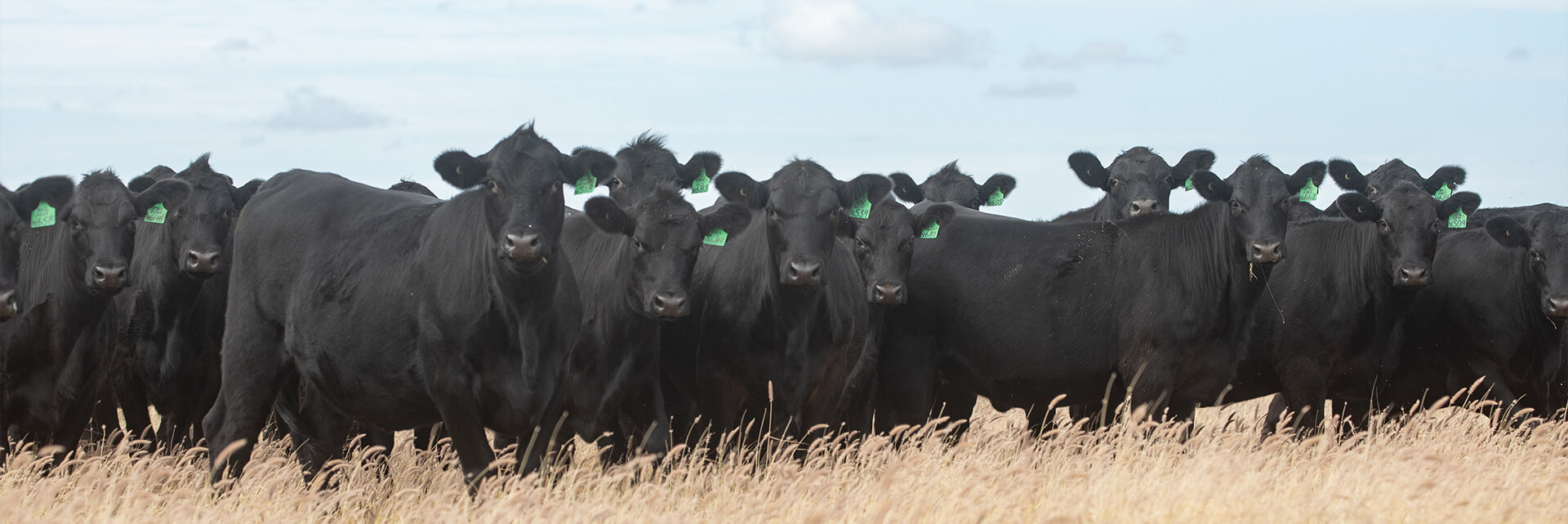 Angus heifers