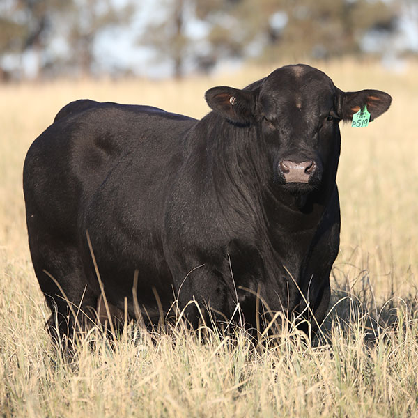 Brangus bulls for sale Queensland