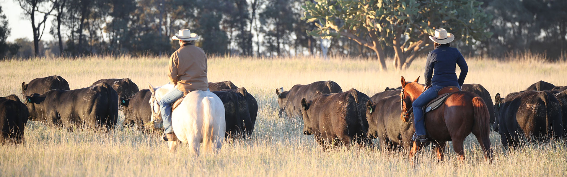 angus-brangus-bulls-past-sales