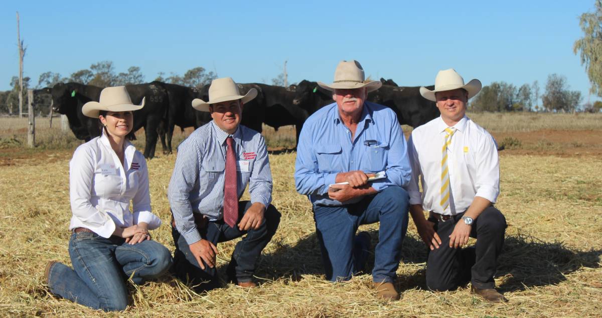 QCL-2020-bull-sale