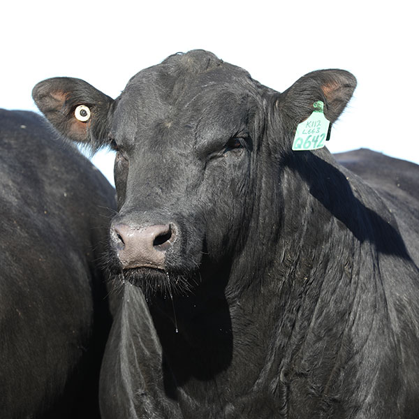 angus-bulls-for-sale-queensland-2021-3