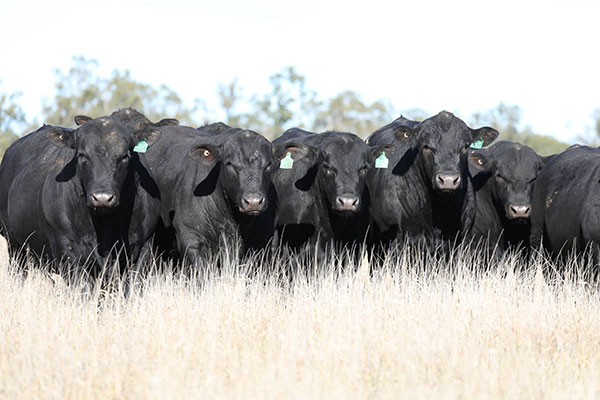 angus-bulls-for-sale-queensland-2021-4