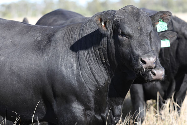 angus-bulls-for-sale-queensland-2021-6