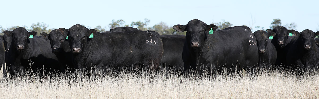 angus-bulls-for-sale-queensland-2021-7