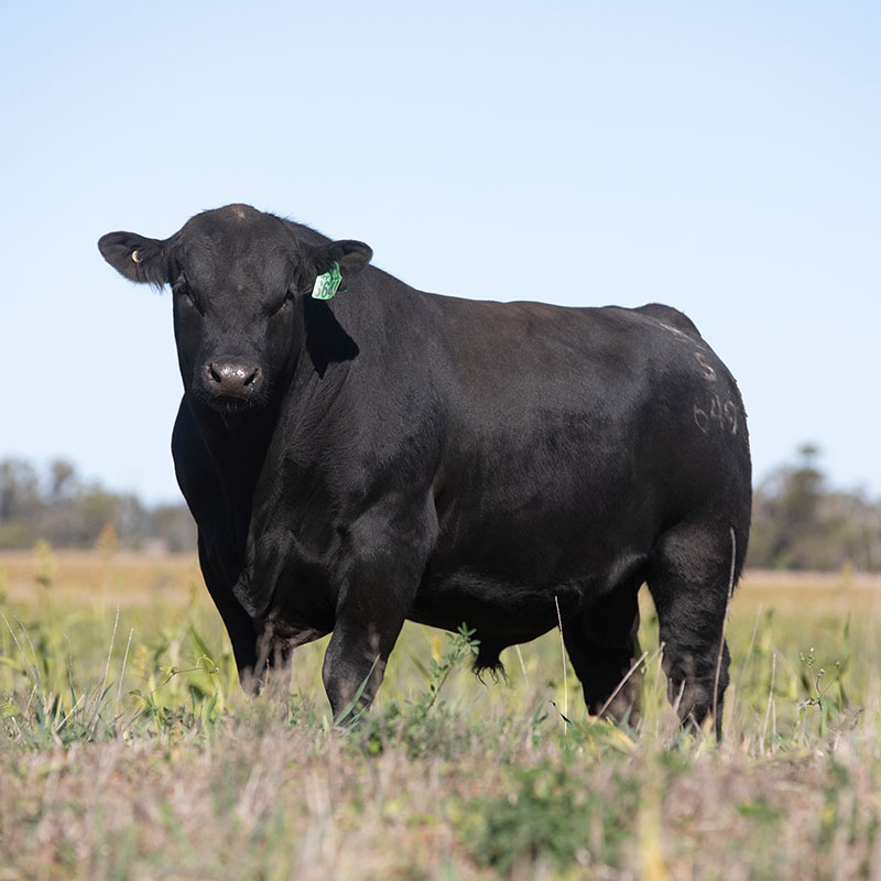 S649-angus-bull-for-sale