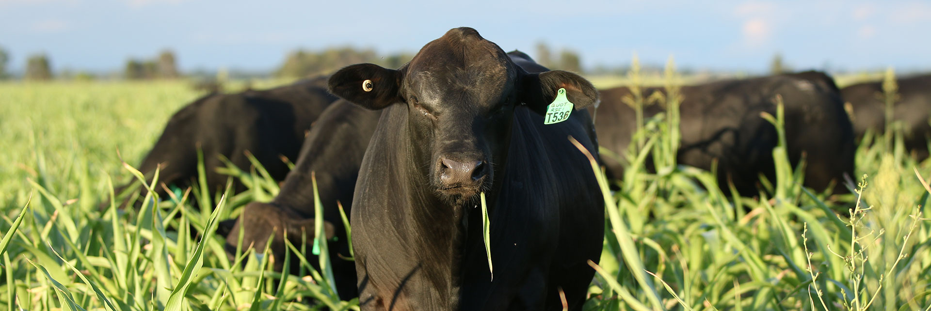 Muscley Angus bulls