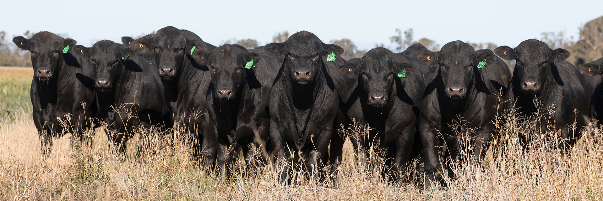 Angus and Brangus bulls walking through Queensland paddocks