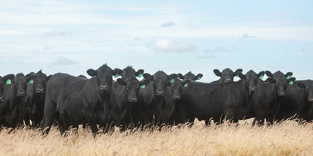 Stud Angus Heifers in a grass paddock