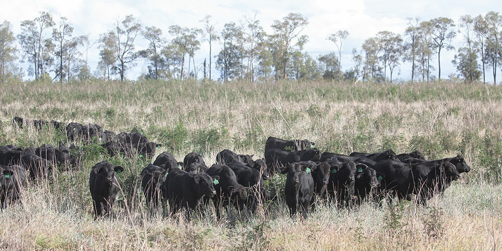 Angus-weaner-bulls-leuceana