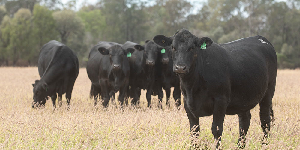JK Cattle Company Stud Brangus Heifers