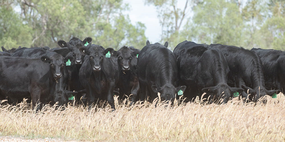 JK Cattle Company Stud Angus and Brangus Weaner Heifers